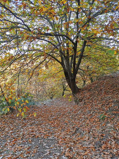 Bosque de Cobre.